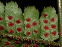 Dryopteris erythrosora. Abaxial surface of secondary pinnae showing tiny, inflated scales on the costa, and indusia with red centres.
 Image: L.R. Perrie © Leon Perrie CC BY-NC 3.0 NZ